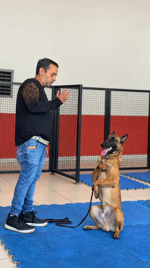 Adestrador Alexandre Aragão treinando um Pastor Belga Malinois em Sorocaba, SP