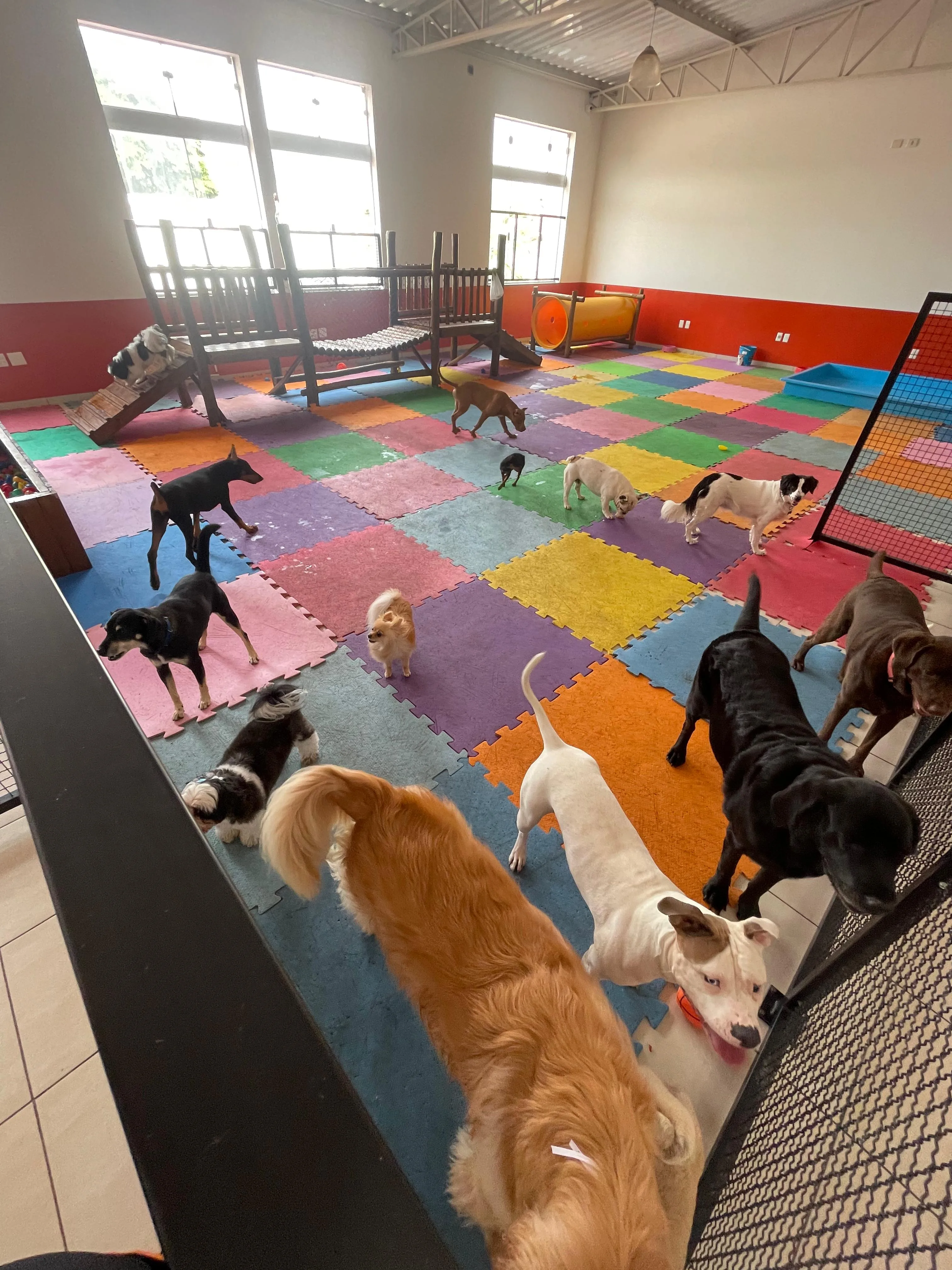 Cães se socializando na Creche Indoor do Caninos Pet Shop Sorocaba