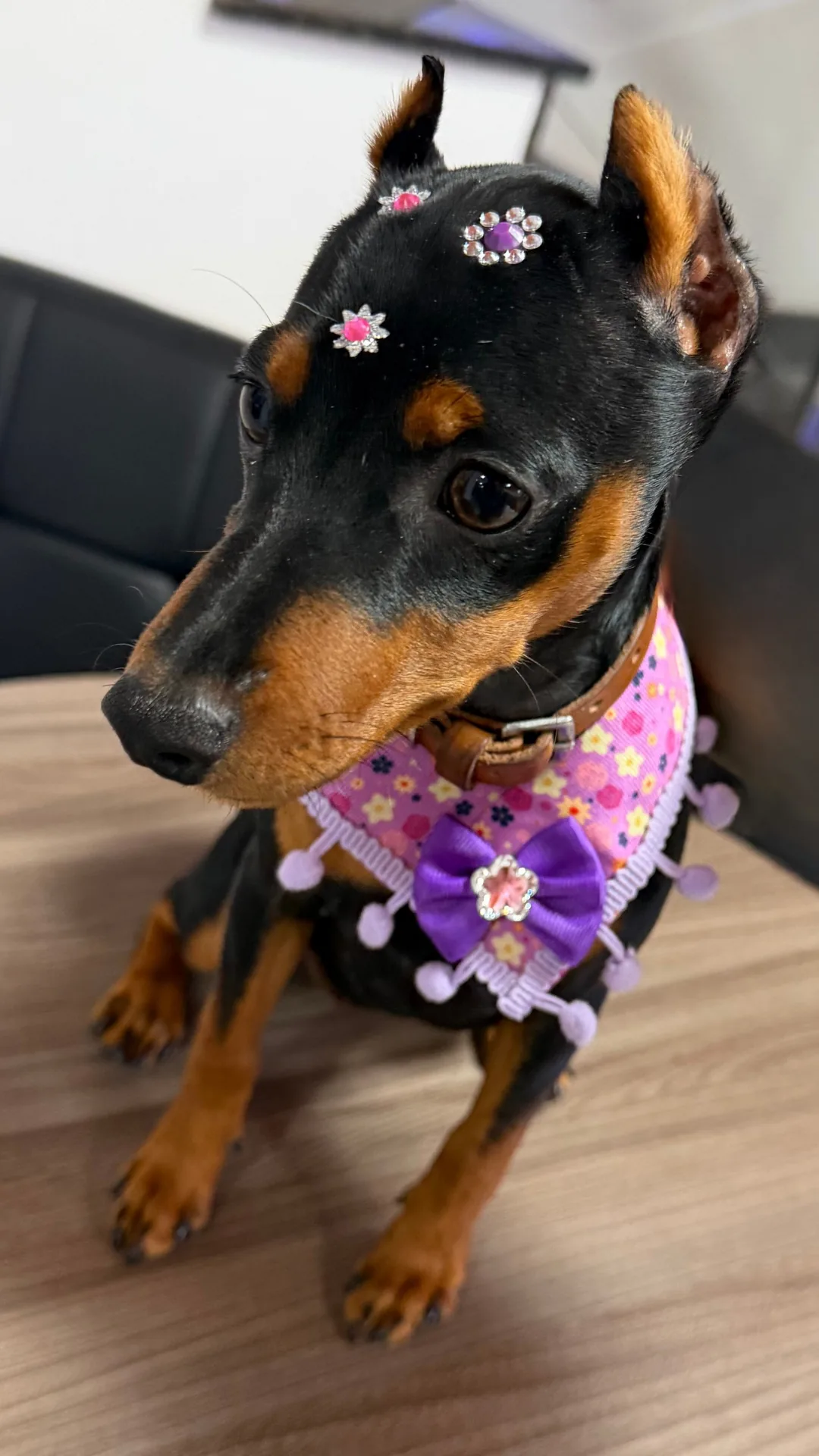 Caninos Pet Shop, petshop em Sorocaba com 26 anos de tradição