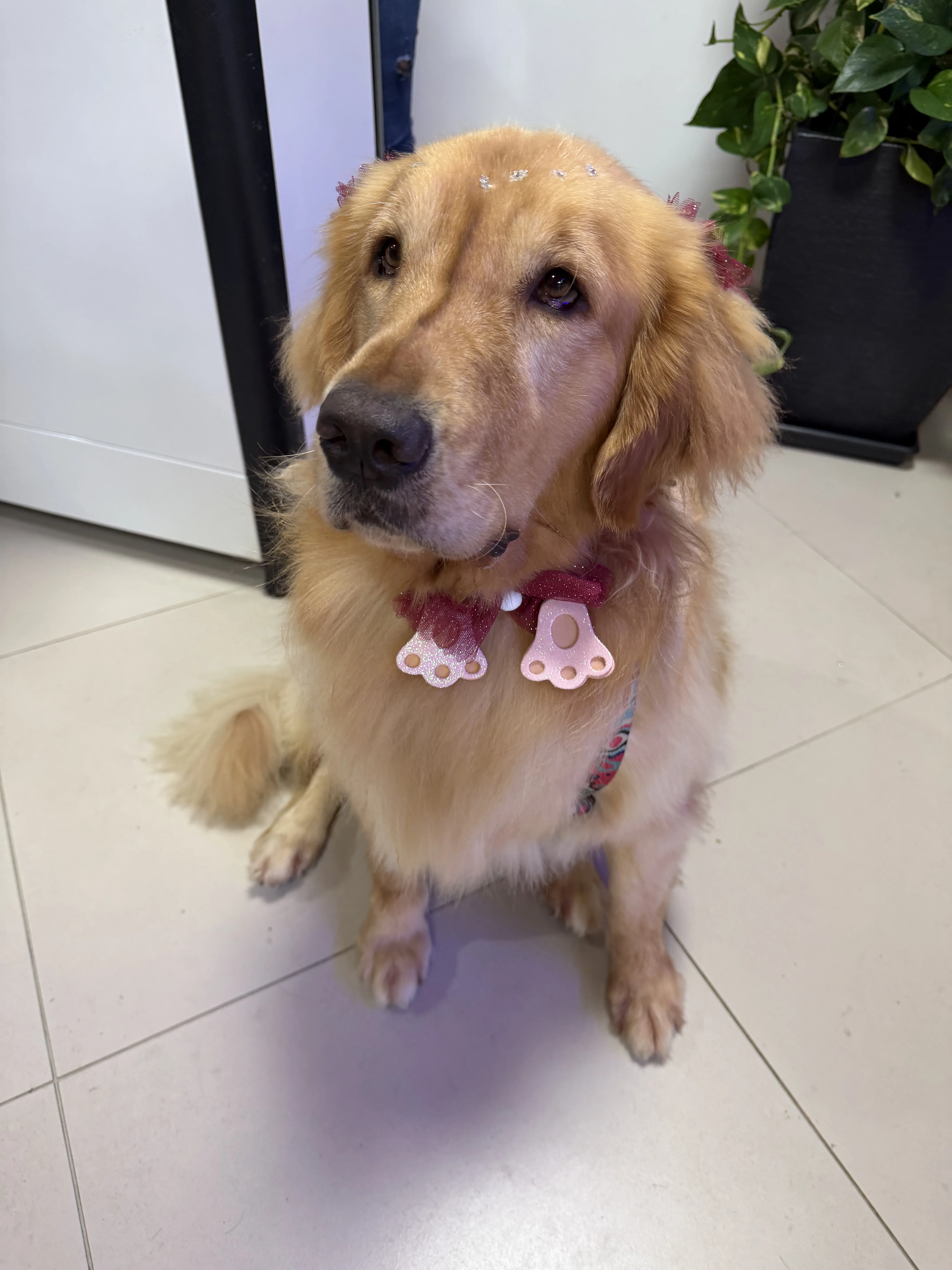 Banho e tosa com linha Dog&Co no Caninos Pet Shop Sorocaba
