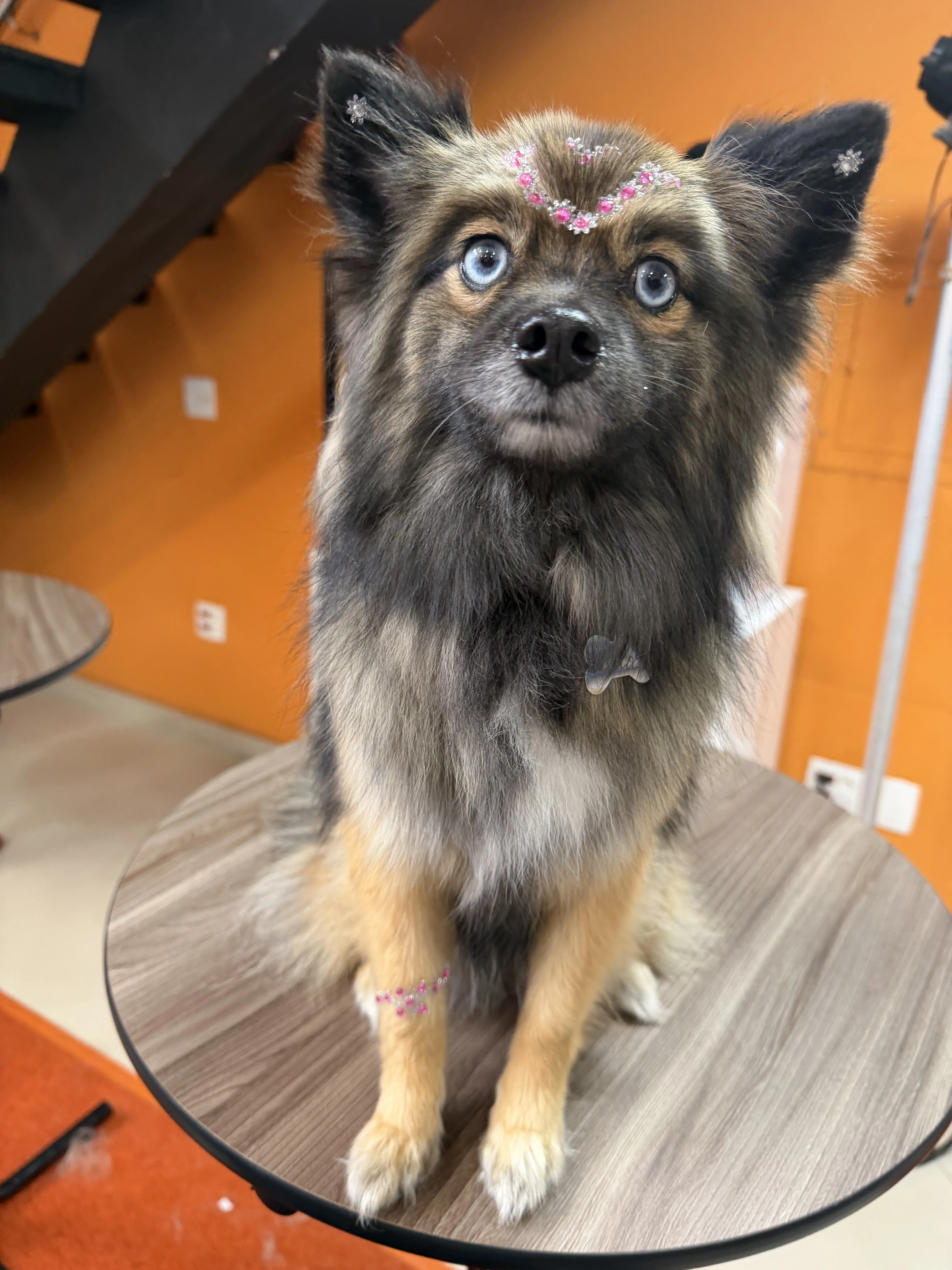 Cão no petshop em Sorocaba Caninos